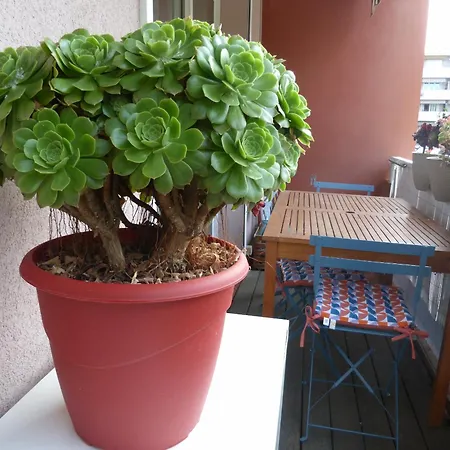 Au Centre Du Pradet Et à 15 Mn à Pied Des Plages